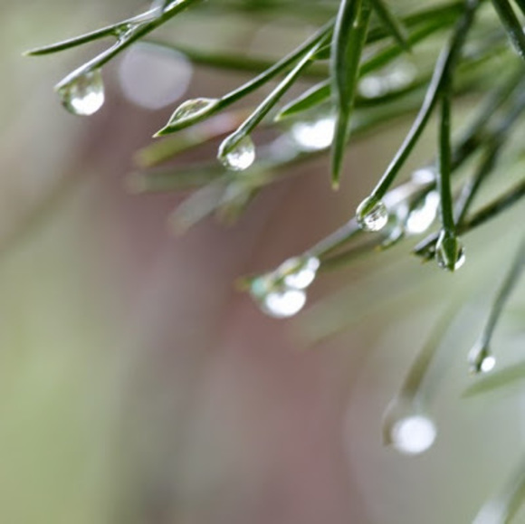 Meet your Posher, Toni - Picture 1 of 1